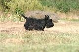 SCOTTISH TERRIER 213